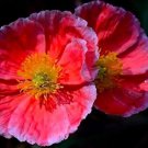 100 seeds Corn Poppy Seeds Rose Red Flowers