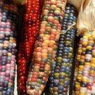 20 seeds Indian Colorful Corn Seeds