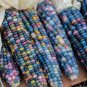 20 seeds Indian Colorful Corn Seeds