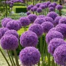 100 seeds Giant Allium Plant Seeds - Light Purple Color