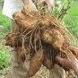 100 seeds Annual Yacon Vegetable Seeds