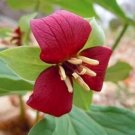 60 seeds Trillium Erectum Flower Seeds