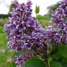 100 seeds Purple Japanese Lilac Seeds