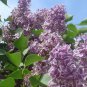 100 seeds Purple Japanese Lilac Seeds