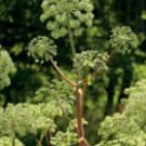 50 seeds Angelica Seeds