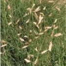 50 seeds Buchloe Dactyloides Grass Seeds