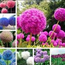100 seeds Allium giganteum Flower Mixed Seeds