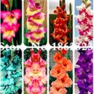 120 seeds Multicolored Gladiolus Flower Seeds