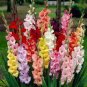 120 seeds Multicolored Gladiolus Flower Seeds