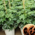 100 seeds Cinnamon Seeds Evergreen Tree