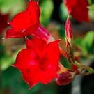 30 seeds Dipladenia Sanderi Flower Seeds