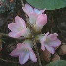 120 seeds Trailing Arbutus Seeds