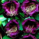25 seeds Cobee Violette/Cobaea/Flower
