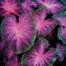 120 seeds Caladium Seeds - White Big Leaves with Greyish Purple Edge