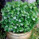 100 seeds rau cang cua-peperomia pellucida Plant Seeds