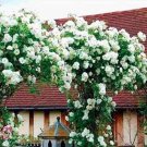 100 seeds White Climbing Rose Seeds