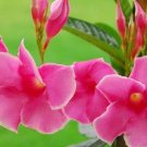 100 seeds Freesia Flower Seeds - Rose Purple Flowers