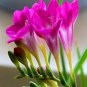 100 seeds Freesia Flower Seeds - Rose Purple Flowers