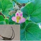 3 seeds Proboscidea Louisianica Seeds