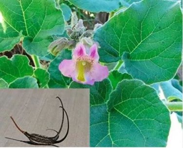 3 seeds Proboscidea Louisianica Seeds