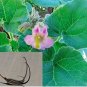 3 seeds Proboscidea Louisianica Seeds