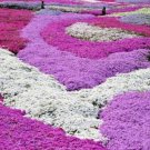 200 seeds Creeping Thyme Seeds Rock CRESS Plant - Light Pink Flowers