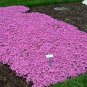 200 seeds Creeping Thyme Seeds Rock CRESS Plant - Light Pink Flowers