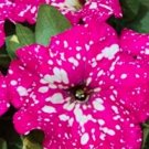 200 seeds Petunia Big Flower Seeds Pink Flowers with White Spots