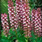 10 seeds Bear's Breeches Plant Seeds