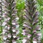 10 seeds Bear's Breeches Plant Seeds