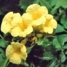 10 seeds Campsis Radicans Yellow Flowers Climbing Vine