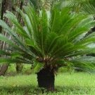 10 seeds  Sago Cycas Seeds Green Colors