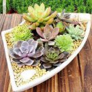 500 seeds Mini Cactus Suculent Seeds