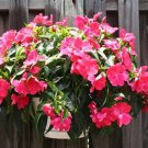100 seeds Periwinkle Seeds - Pink Flowers Single Petal