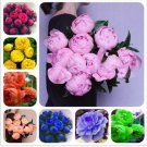 10 seeds Peony Flowers Seeds Double Petals Mixed