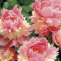 10 seeds Peony Flowers Seeds Double Petals Mixed