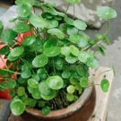 20 seeds Gotu kola Seeds