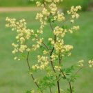 50 seeds Purple Meadow Rue Seeds Non-Hybrid Open-Pollinated, Suited for Canadian Climate