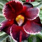 1 seeds  Desert Rose Seed Rose Red Single Petal with Light Purple Edge