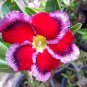 1 seeds  Desert Rose Seed Rose Red Single Petal with Light Purple Edge