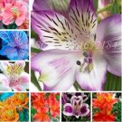 100 seeds Peruvian Lily Bonsai Seeds Mixed