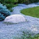 200 seeds Creeping Thyme Seeds Rock CRESS Plant - Sky Blue Color