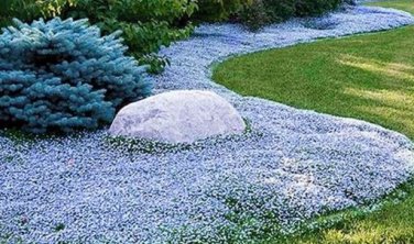 200 seeds Creeping Thyme Seeds Rock CRESS Plant - Sky Blue Color