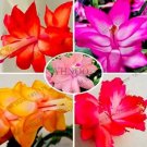 100 seeds Schlumbergera Flores Christmas Cactus Plant Seeds Mixed Flowers