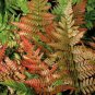 100 seeds Japanese Creeper Boston Fern Seeds Mixed 9 Types