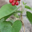 10 seeds Tinospora Cordifolia Giloy Guduchi
