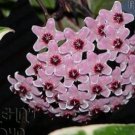 100 seeds Hoya Carnosa Seeds