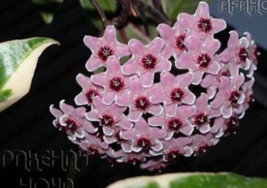100 seeds Hoya Carnosa Seeds