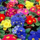 200 seeds Mixed Zebra Evening Primrose Plants Seeds