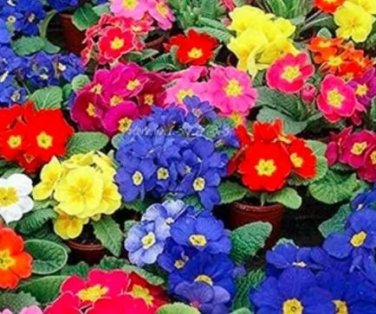 200 seeds Mixed Zebra Evening Primrose Plants Seeds